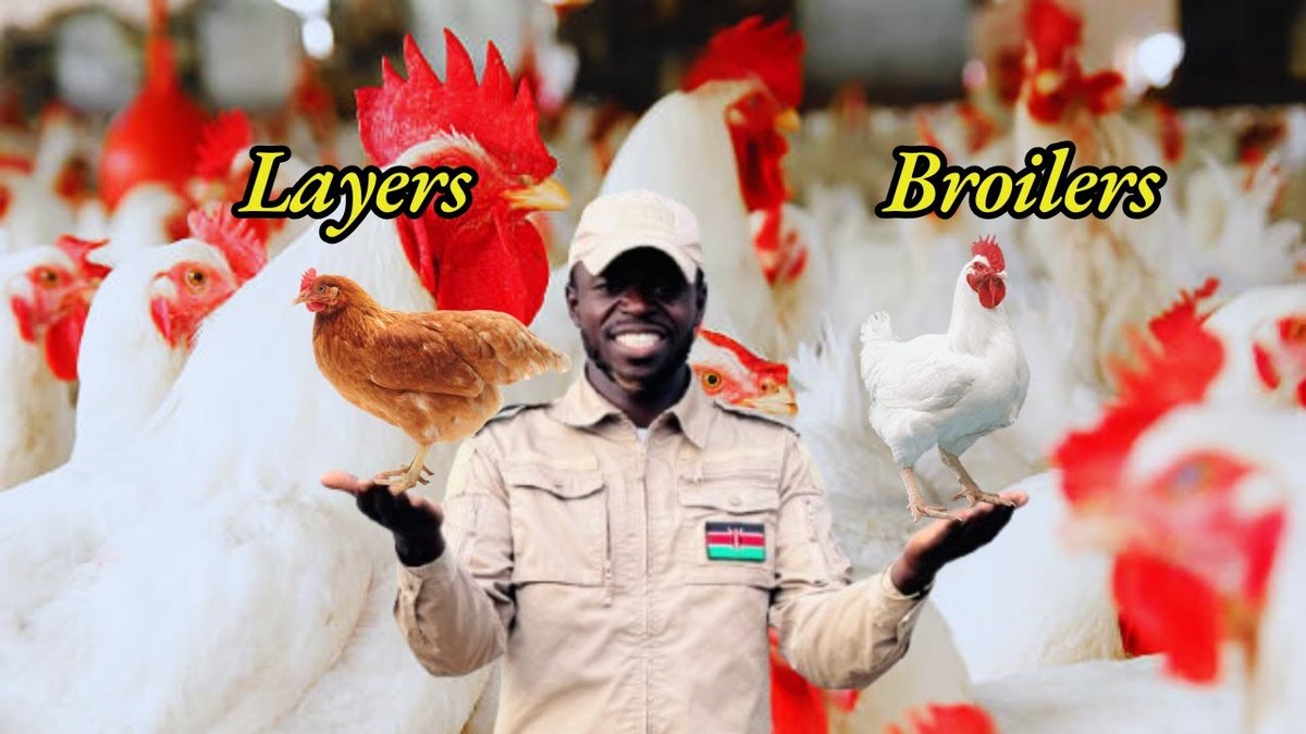 Broilers vs Layers: Which is More Profitable in Nigeria