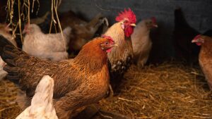 Broilers vs Noilers for Nigerian Farmers: Which is More Profitable in 2025?
