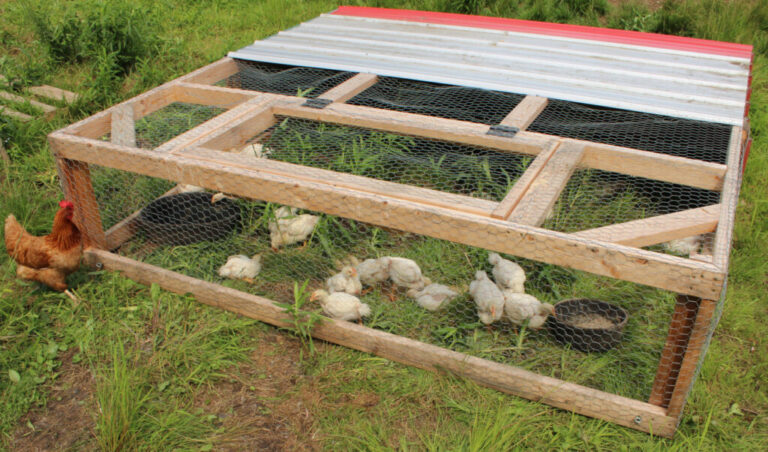 Chicken Tractor 101 - Pros, Cons, and 3 Simple DIY Plans