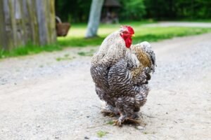 Cochin Chicken Profile: Eggs, Size, Temperament & Care