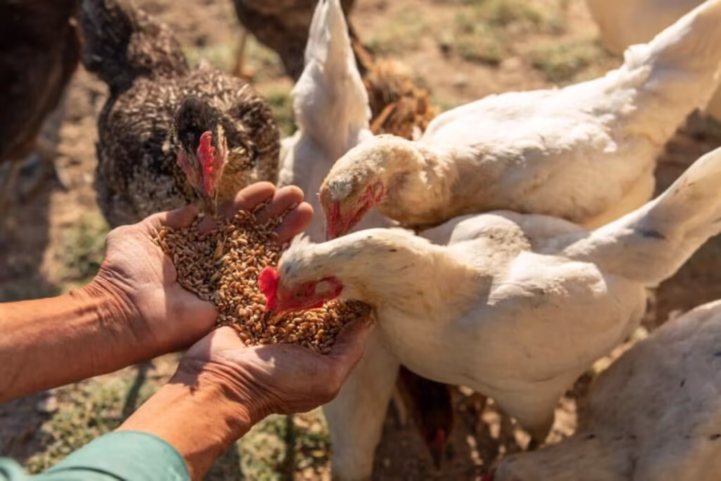 How Many Bags of Feed for Broilers: Complete Calculator Guide for 20-500 Birds in Nigeria (Daily & 6-Week Requirements)