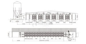 How Much Space Do Chickens Really Need? (200 to 1000 Layers