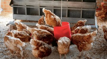 How Often Should Broilers and Layers Be Fed Each Day? Feeding Times, Lighting at Night, Water Needs, and Common Mistakes
