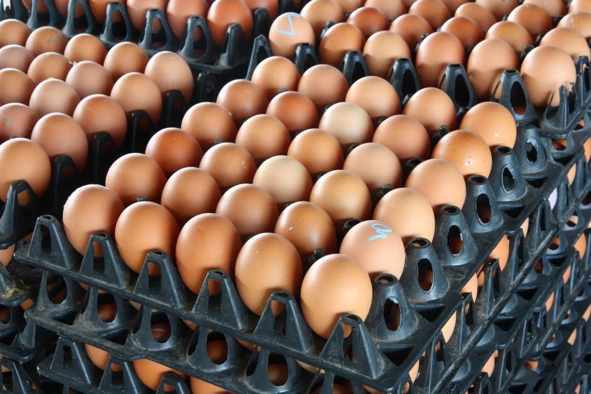 How Many Crates of Eggs Can 1,000 Layers Produce per Day