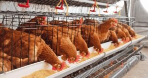 How to Formulate Layer Mash in Nigeria for Maximum Egg Production