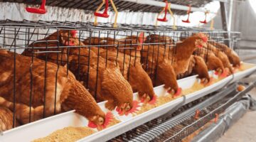 How to Formulate Layer Mash in Nigeria for Maximum Egg Production