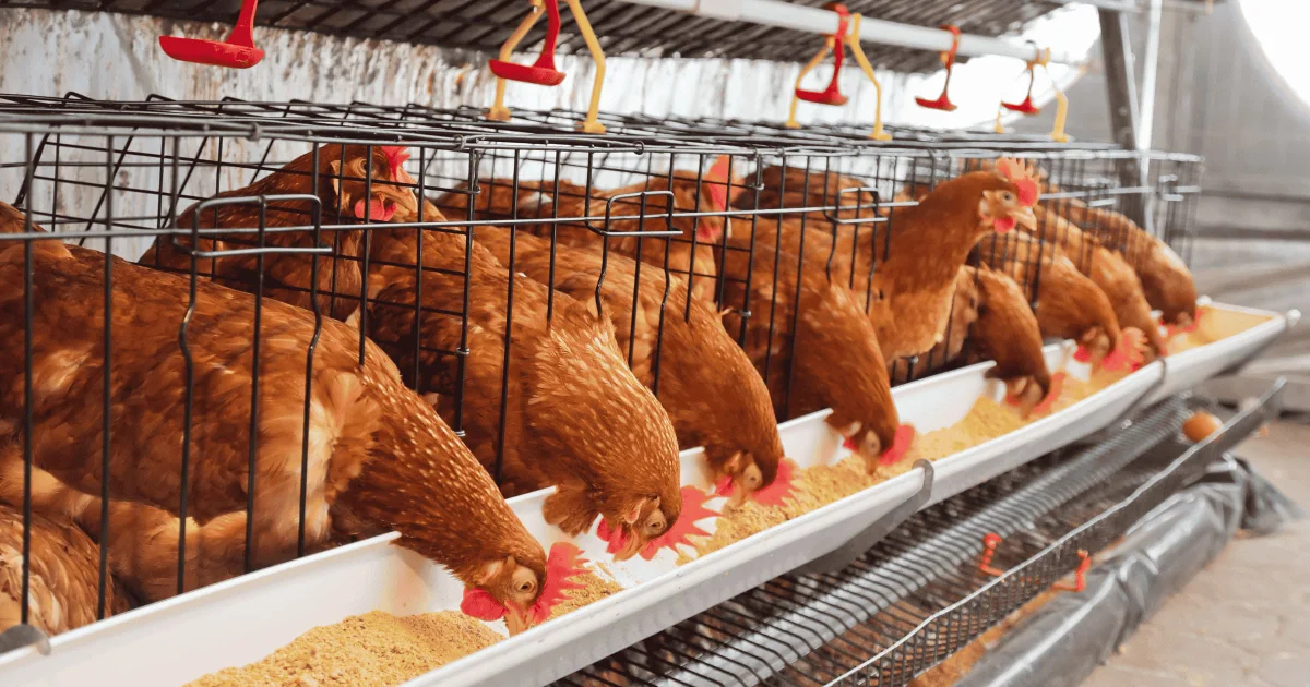 How to Formulate Layer Mash in Nigeria for Maximum Egg Production