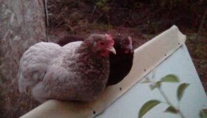 How to Get Chickens Back in the Coop at Night