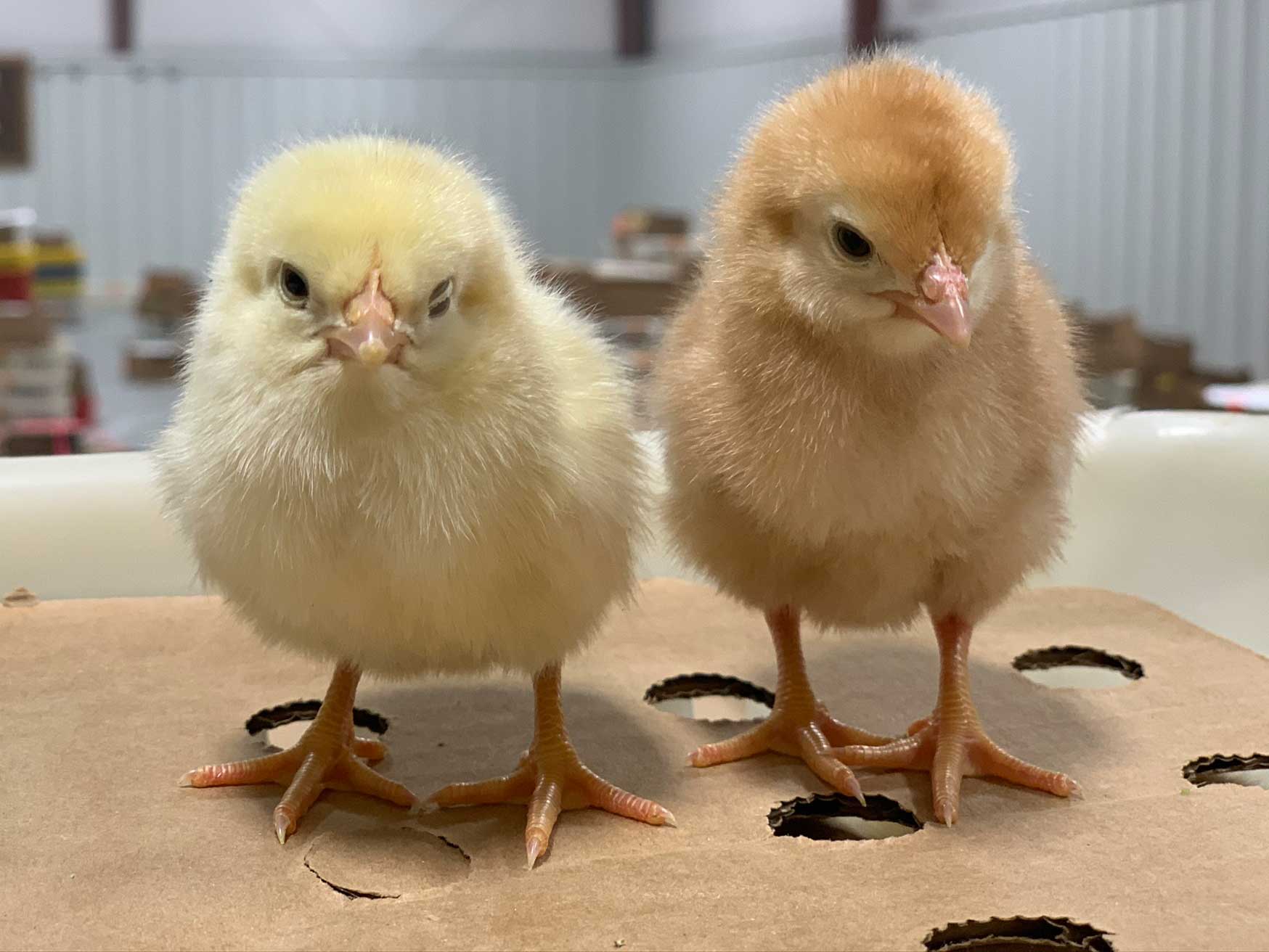 How to Identify and Avoid Poor Quality Day-Old Chicks