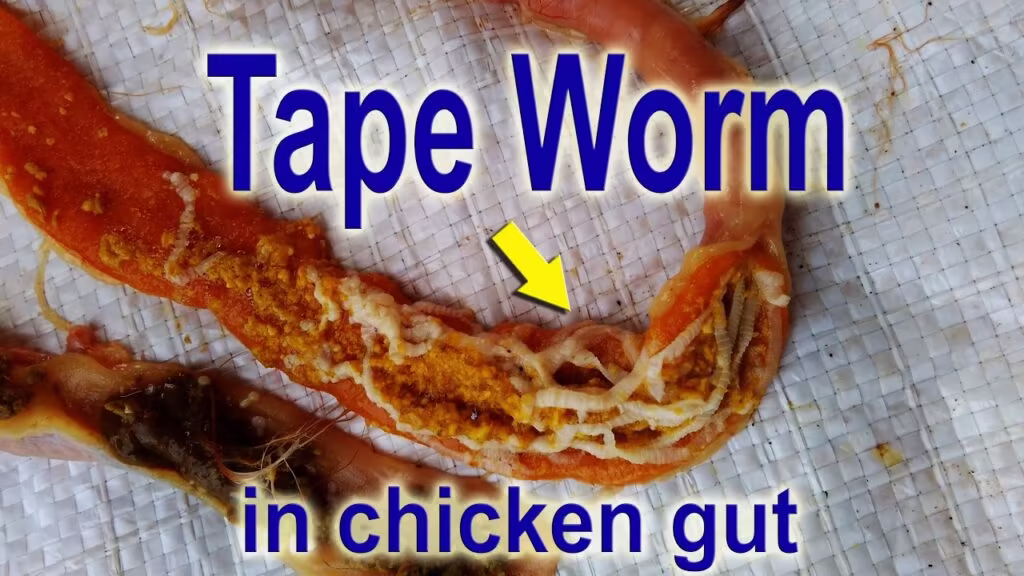 How to Identify and Treat Internal Parasites (Worms) in Chickens