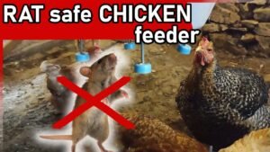How to Keep Rats and Mice Out of the Chicken Coop?