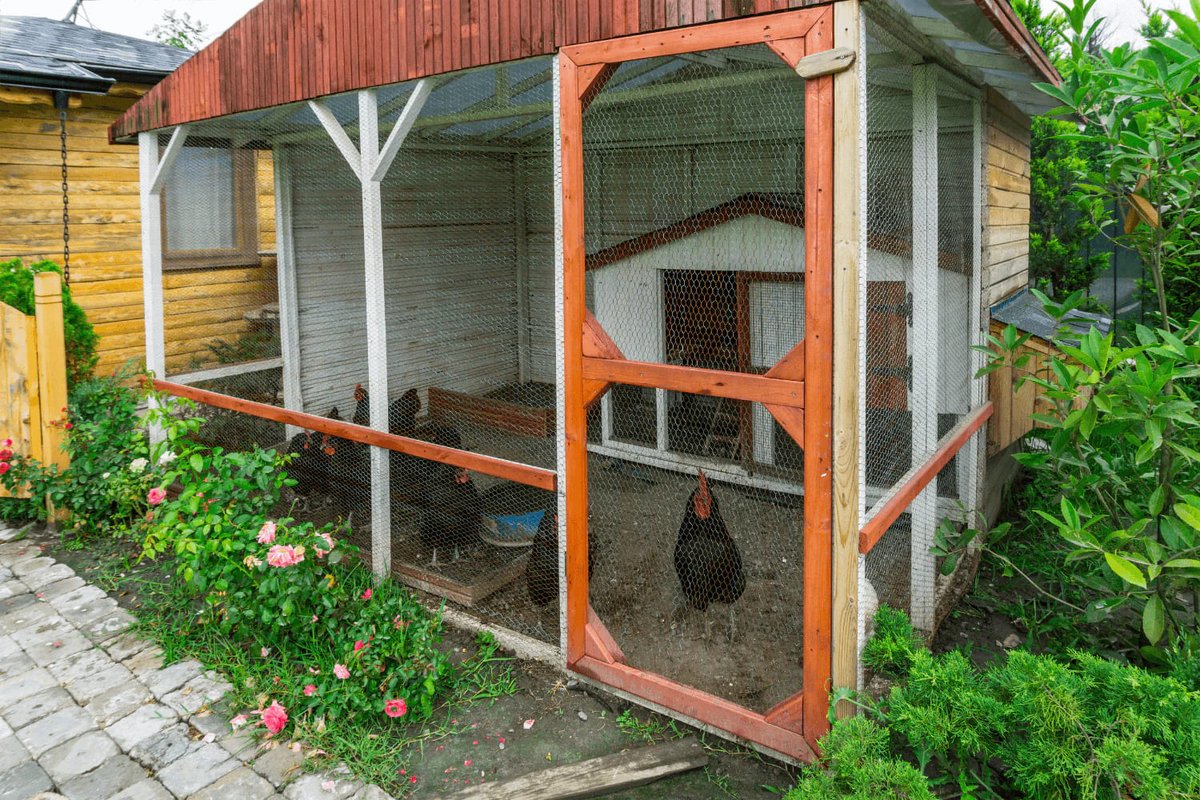 How to Keep a Chicken Coop From Smelling