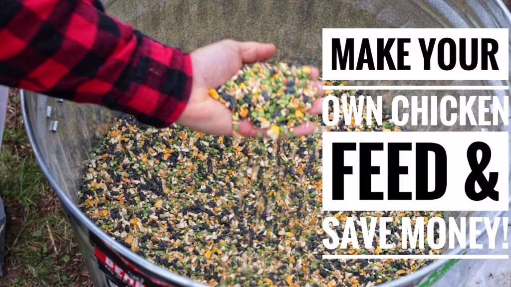 How to Make Your Own Chicken Feed