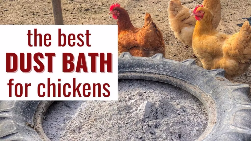 How to Set Up a Dust Bath for Chickens