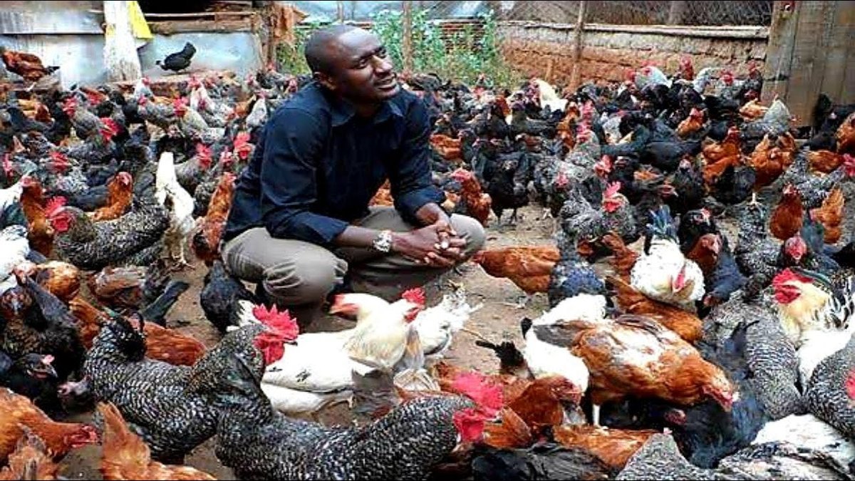 How to Start a Profitable Poultry Business in Nigeria (Step-by-Step 2025 Guide)