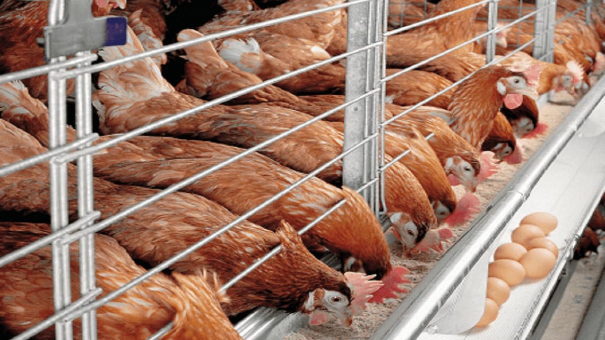 How to Start Broiler Farming in Nigeria