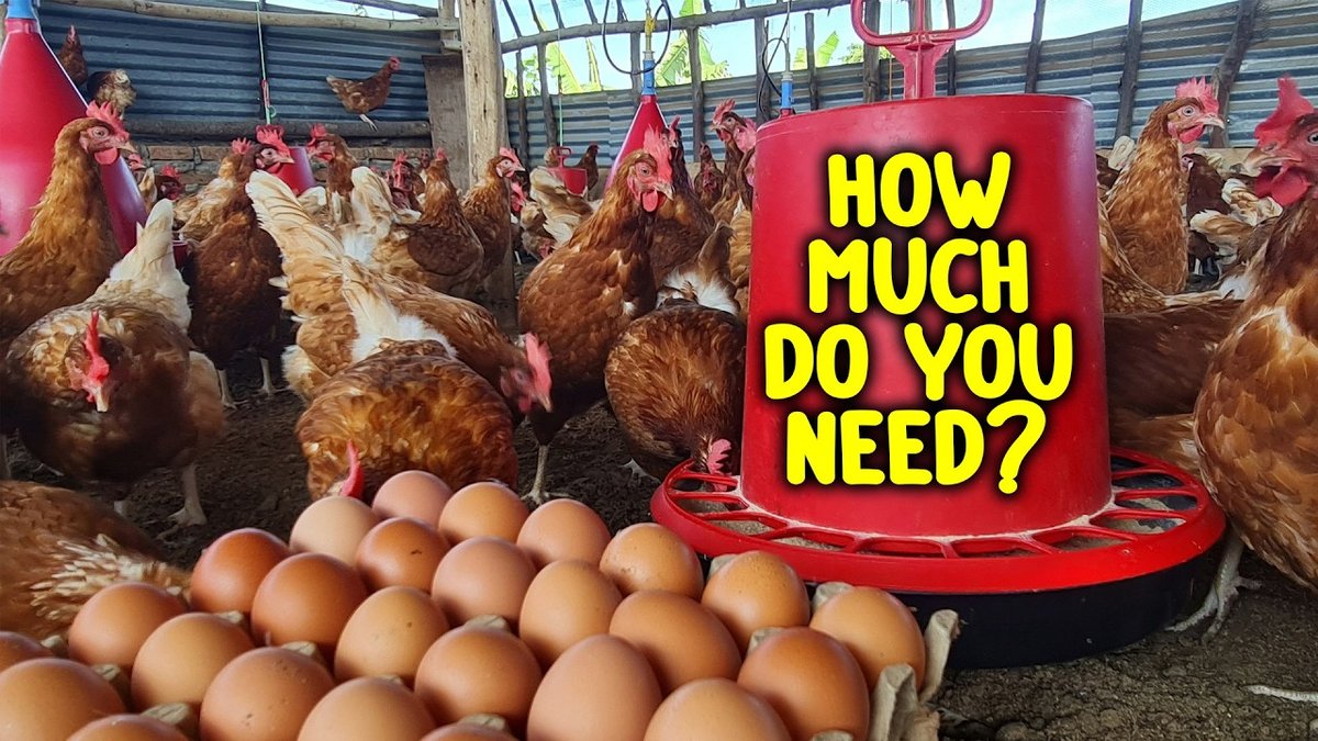 How to Start a Profitable Layer Farming Business in Nigeria