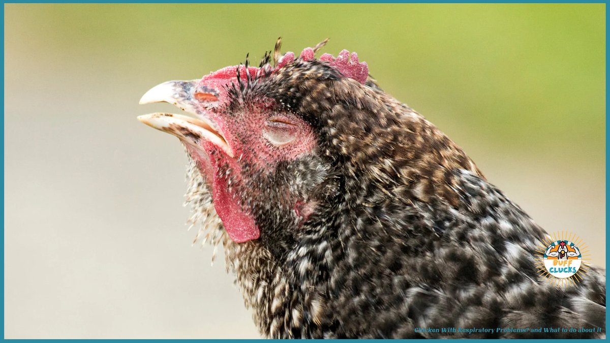 How to Treat a Chicken With a Respiratory Infection