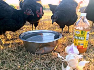 How to Use Apple Cider Vinegar for Chickens?