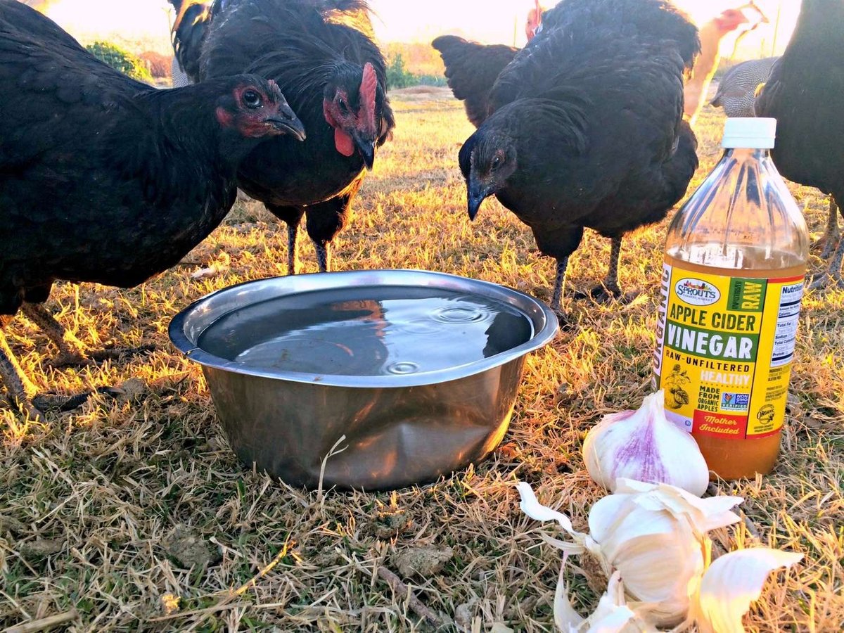 How to Use Apple Cider Vinegar for Chickens?