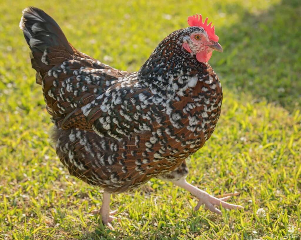Speckled Sussex Chicken: The Complete Owner's Guide (2025)