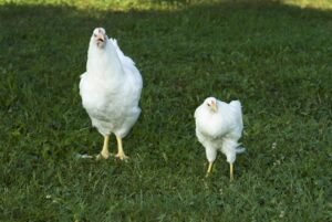 White Plymouth Rock Chicken: Complete Guide for Beginners 2025