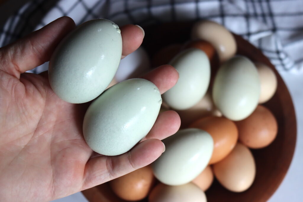 easter egger chicken - A hand holding a basket filled with a variety of eggs in different colors, including pale blue, light green, a speckled olive, and a couple of pale brown ones