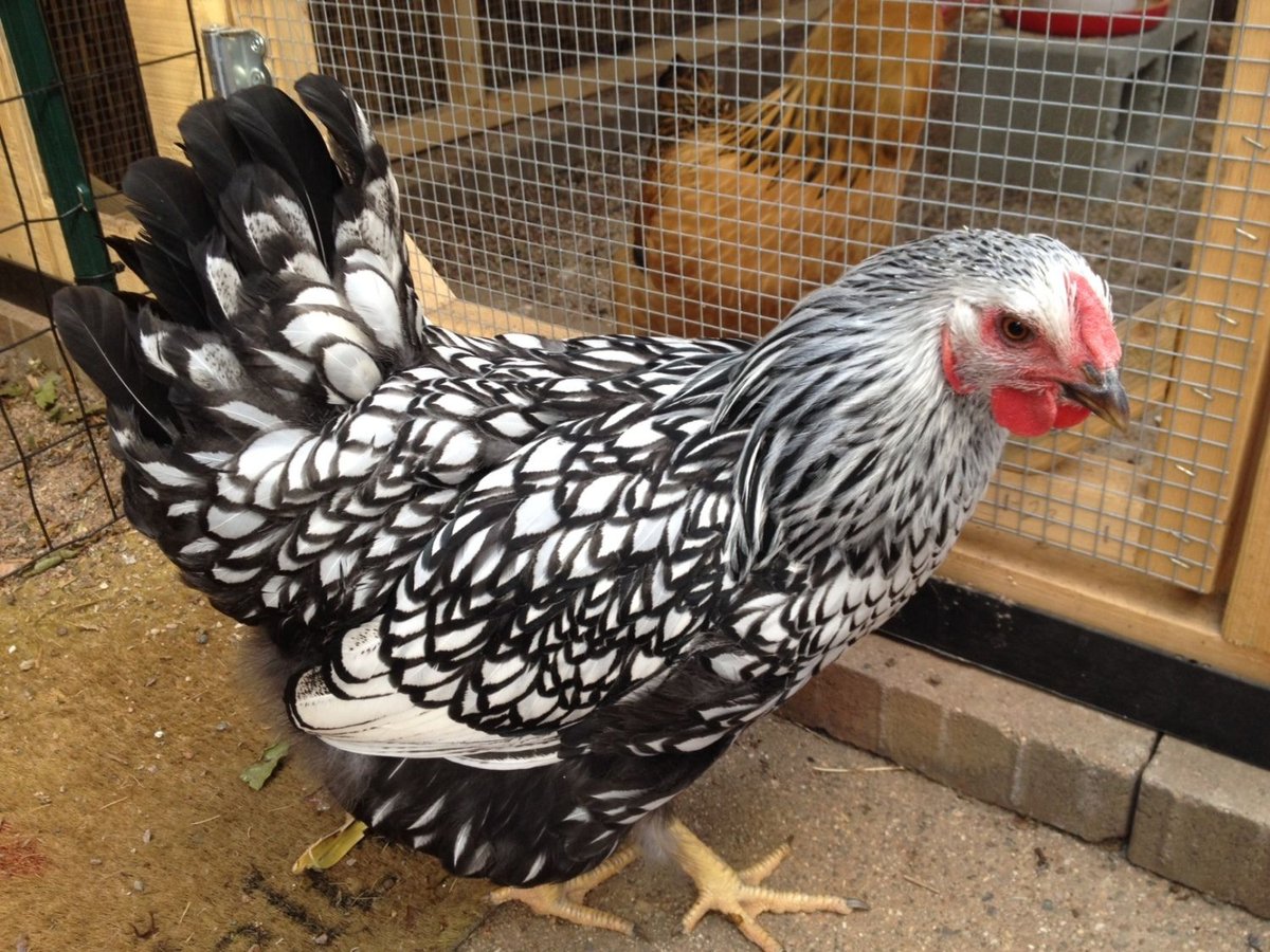 Wyandotte Chicken Complete Guide: Silver Laced Beauty for Your Backyard Flock