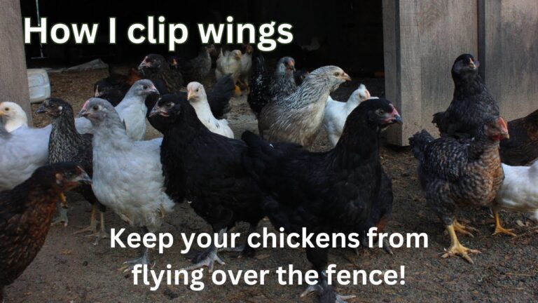How to Stop Chickens from Flying Over the Fence
