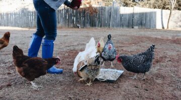 Barn Lime in Chicken Coop: Safe Use, Benefits, and Expert-Backed Alternatives
