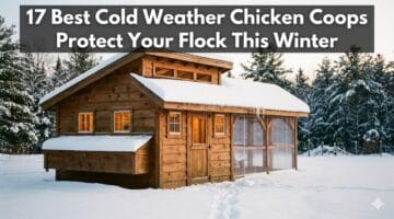 17 Best Cold Weather Chicken Coops to Protect Your Flock This Winter