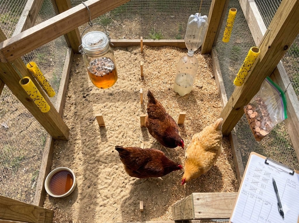 Multiple fly control methods arranged in zones around a chicken run including jar traps, DIY bottle traps, and sticky rolls