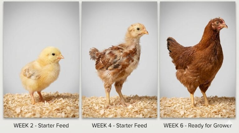 When To Switch Chicken Feed: Starter To Grower Feed Guide 2026