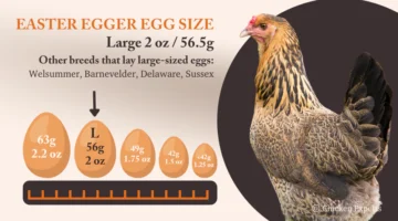 Easter Egger Winter Egg Production Chart