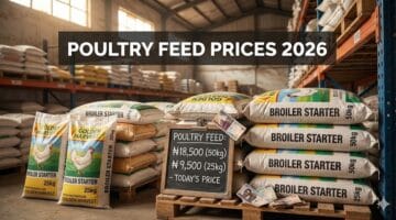 How Much Is a Bag of Poultry Feed in Nigeria? 2026 Prices for Top 10 Brands + Cost Calculator