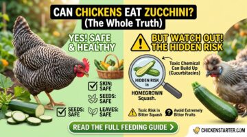 Can Chickens Eat Zucchini? Seeds, Skin, Leaves and the Hidden Risk in Homegrown Squash
