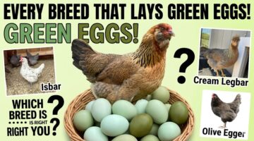 What Chicken Lays Green Eggs? (Every Breed That Produces Green Eggs Explained)