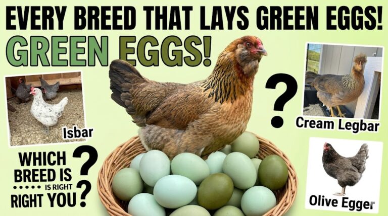 What Chicken Lays Green Eggs? (Every Breed That Produces Green Eggs Explained)